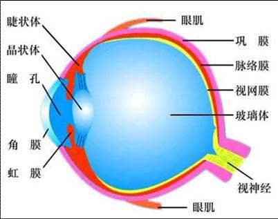 超急!北师大初一下册生物讲眼睛的那一课的图片