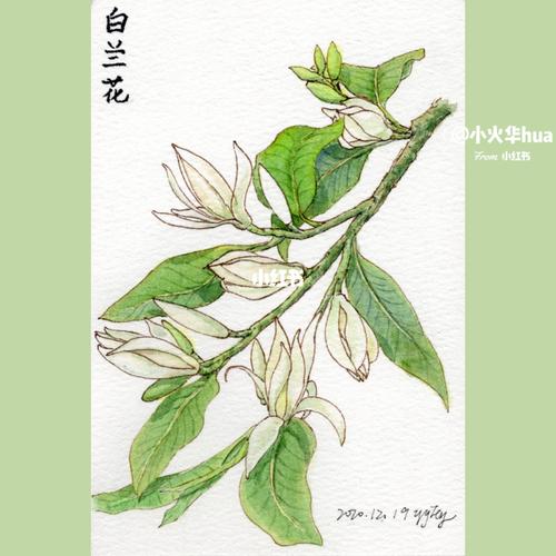 水彩花卉-白兰花-第46幅_水彩画_花卉_人文_绘画