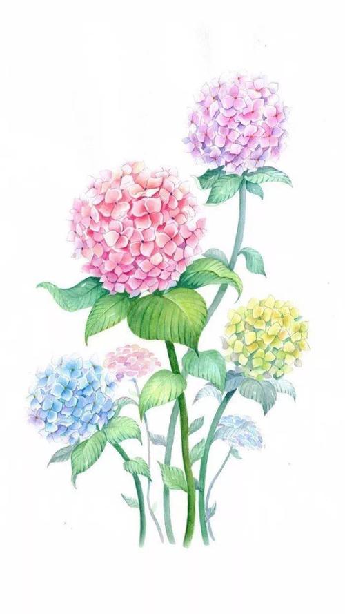 清新淡雅,立体水彩绣球花●手绘及步骤解析