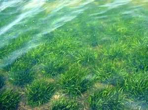 沉水植物