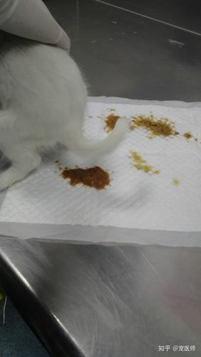 幼龄狗狗,便稀,红色,腥臭,典型的细小病毒引起的肠炎