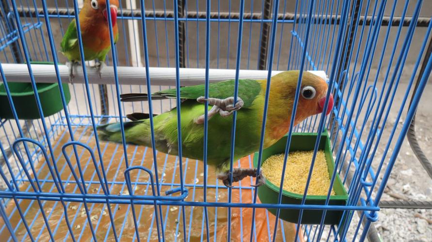 大家看看我的牡丹鹦鹉是骡子吗?急求!