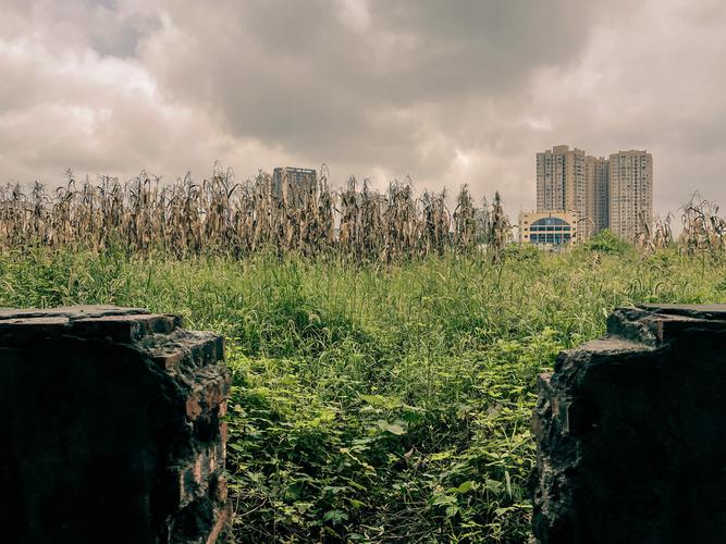 城市荒地