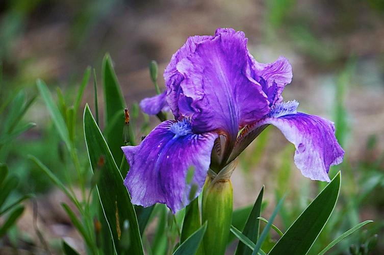 美丽的德国鸢尾花