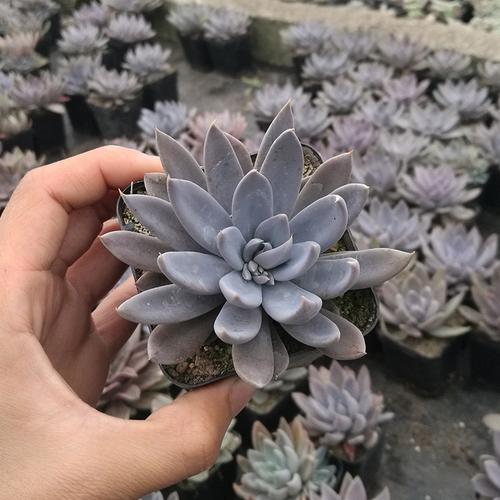 多肉植物批 杜里万杂多肉植物多肉盆栽 绿植花卉花盆盆栽产地.