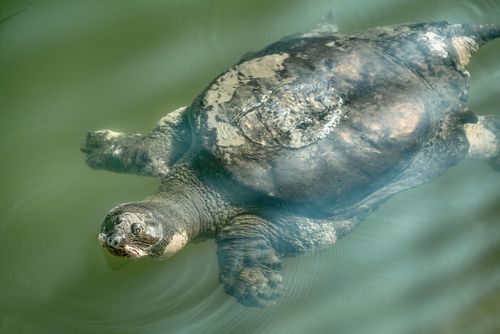 当仅剩的斑鳖新娘死亡后,全球仅剩四只悲惨的斑鳖鳏夫