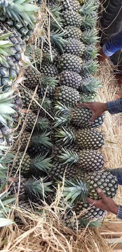 缅甸凤梨(超甜,媲美台湾凤梨)