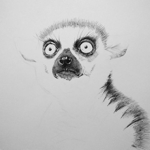 狐猴