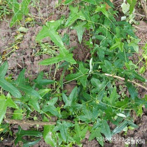 [红参苗批发]红参苗 高产红参果树苗价格7.5元/株