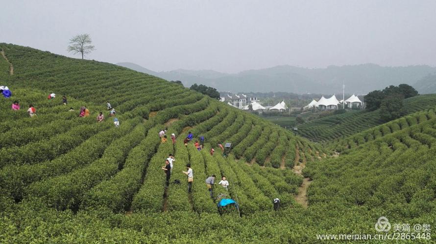 骑行中国白茶第一村一一安吉溪龙乡黄杜村