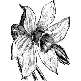 素描绘画植物花朵