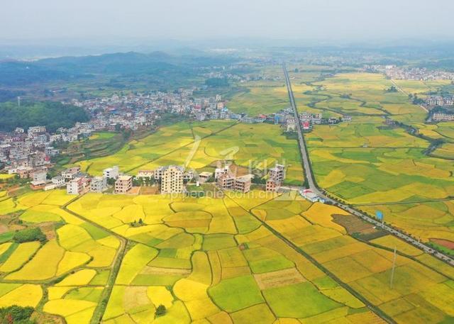 2020年10月10日,湖南省郴州市嘉禾县普满乡寿竹洞,金色稻田,美丽如画.