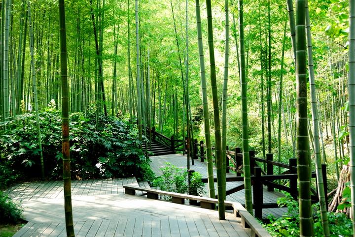 砥砺前行,拥抱大自然-卓美办公南山竹海一日游