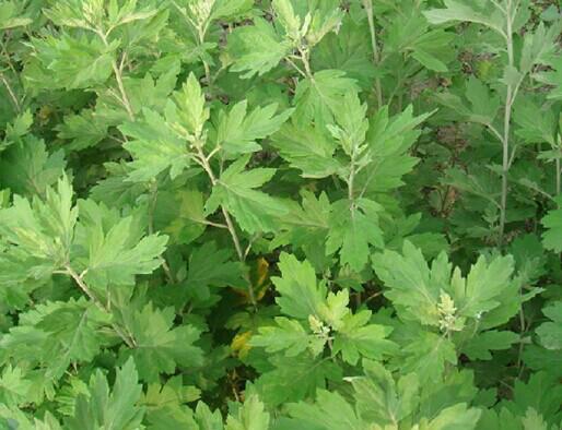 艾实,中药名.为菊科植物艾artemisia argyi  lévl.et vant.的果实.