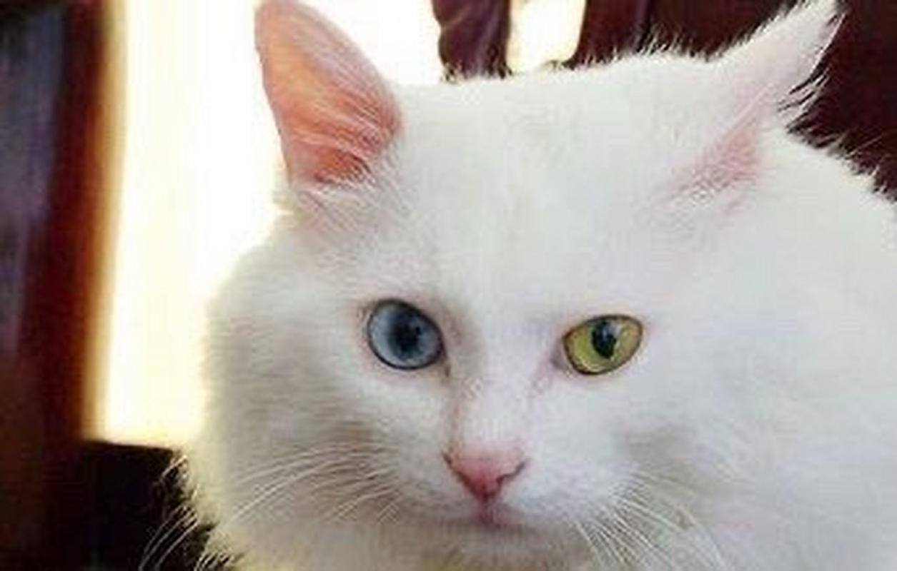 临清狮猫,又称山东狮子猫,是由波斯猫与鲁西狸猫的繁育而来的后代.