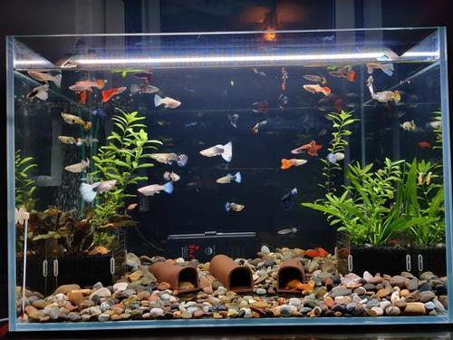 南美风格造景鱼缸,有少数水草,又养三湖慈鲷等热带鱼的鱼缸可以铺细小