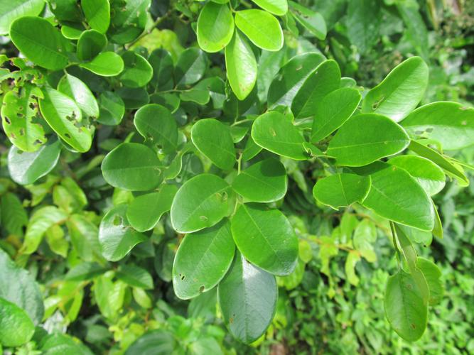 豆科檀属藤香,是一种多年生的木质藤本植物 a target="_blank" href="