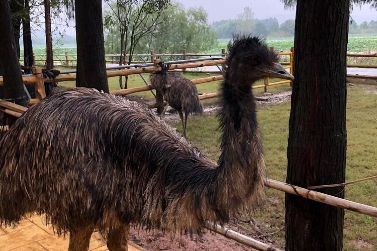 原创撩开神秘面纱,实地探访武汉野生动物王国,怎么亲密互动