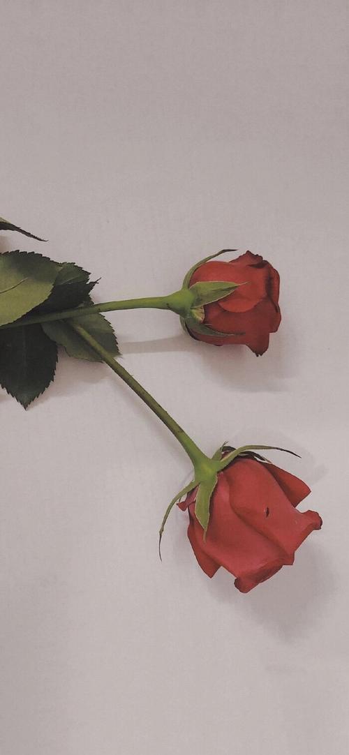 有没有玫瑰花的壁纸