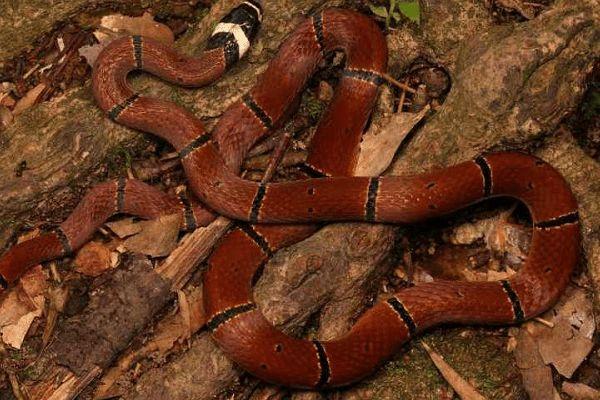 被称为"二哥"中华珊瑚蛇,毒性能排国内第二?为何有人说它无毒