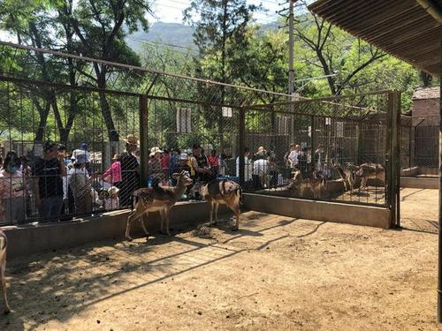 兰州五泉山动物园经过了64年的发展,今天完成历史使命