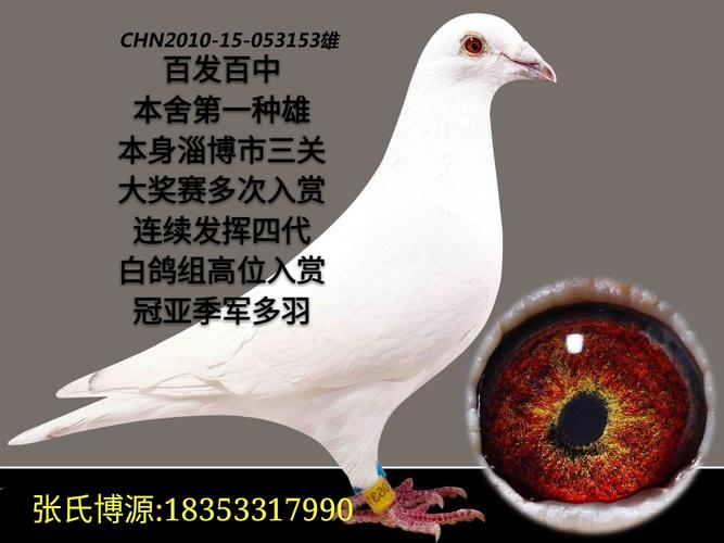 百发百中(鲁道白)