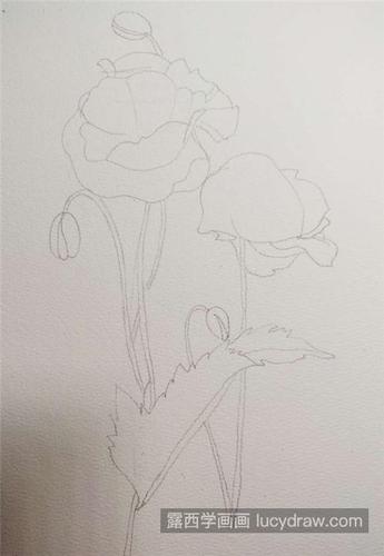 红色罂粟花怎么画水彩罂粟的画法是什么
