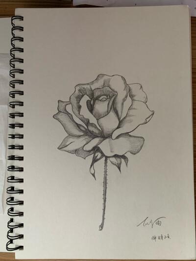 铅笔画玫瑰,(非原创作品)
