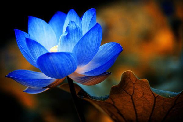 45张漂亮的莲花摄影照片