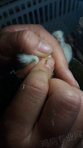 两张翻肛鉴别的图片