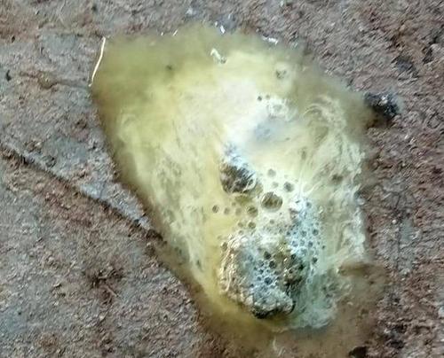 鸡腹泻难区分是什么疾病教你看一眼粪便就知道都在这里了