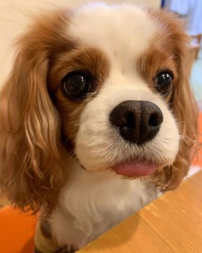 耳朵长长卷卷的狗狗像个双马尾宝宝