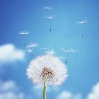 蒲公英的自由,风景头像图片-回车桌面