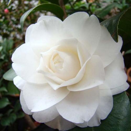 牛西奥美玉_金华米可苗木有限公司-米可茶花,小苗,金华茶花,四季杜鹃