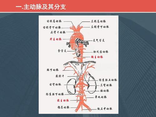 主动脉夹层基础知识和临床处理规范ppt
