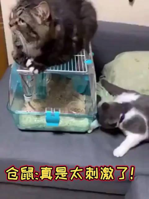 12-15 来自 五哥选美iphone客户端 关注 小小的眼睛,大大的惊恐 仓鼠