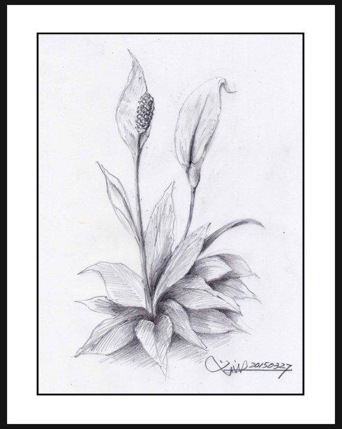 一帆风顺植物花简笔画