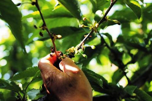 樱桃授粉药价格