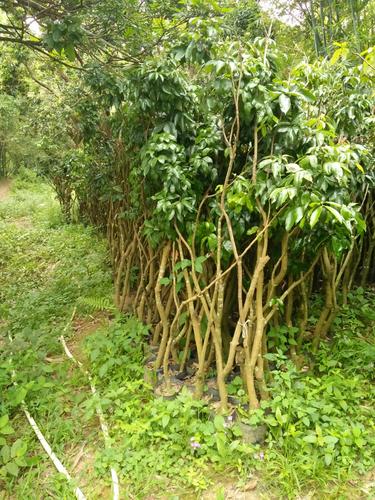 [四照花果苗批发]山荔枝苗价格10元/棵 - 惠农网