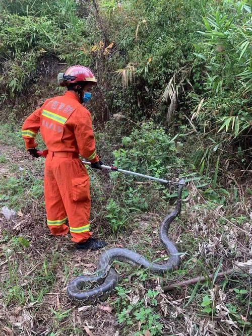当心蛇出没消防捕蛇不打烊