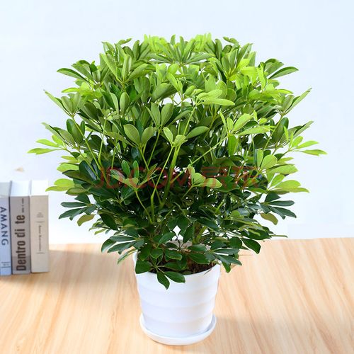 鸭脚木大盆栽植物 室内绿植 七叶莲客厅花树苗水养z5 50-60厘米1棵装