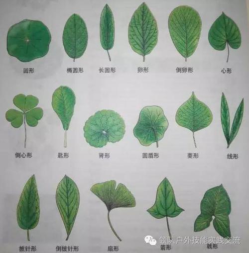 2区别单叶植物与奇偶复叶植物