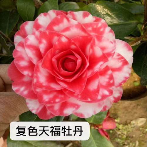 精品复色天福牡丹】精品云南山茶花树苗盆栽带花苞