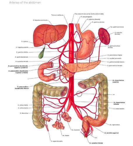 这个脏器的淋巴组织最多,手术时需注意!