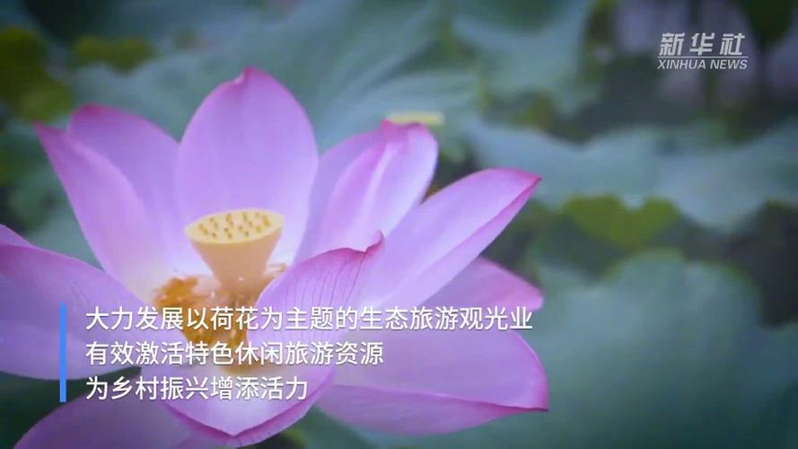 新余:夏日荷花次第开 芙蕖满池迎客来