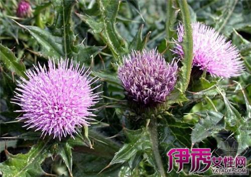 【图】小蓟的功效与作用有哪些 15种功效告诉给大家