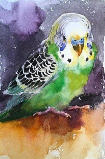 可爱的鹦鹉水彩画