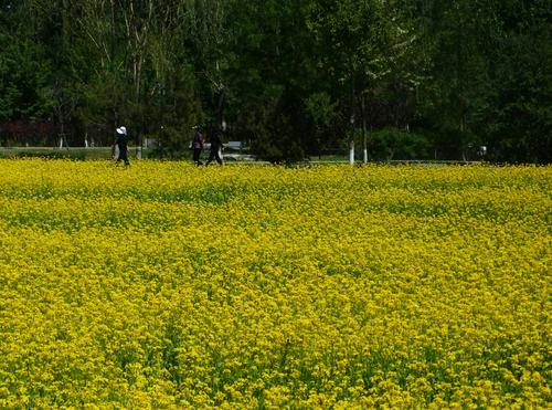 处赏花地,其中位于北京市海淀区玉泉山以东,颐和园以西的玉东郊野公园