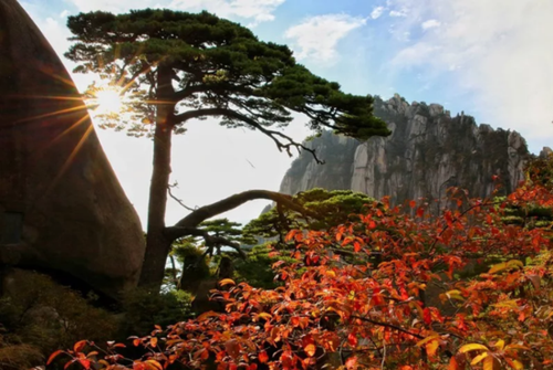 黄山进入秋色最佳观赏期 壮丽云海日出惊艳四海游客