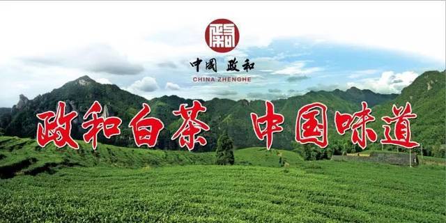 【今日石屯·项目突破年】政和白茶 中国味道——首届政和白茶全国